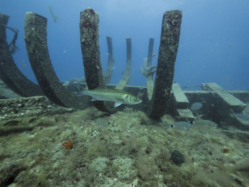 Puerto de Mogán: Submarine Tour - The seabed show: 25 metres, shipwrecks, and marine life