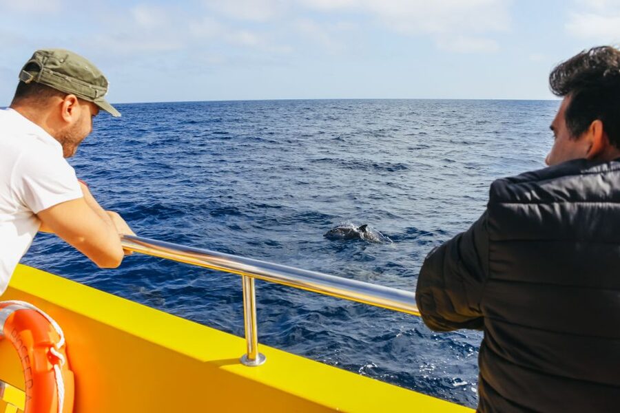 Puerto del Carmen: Dolphin-Watching Speedboat Tour with Swim - FAQ