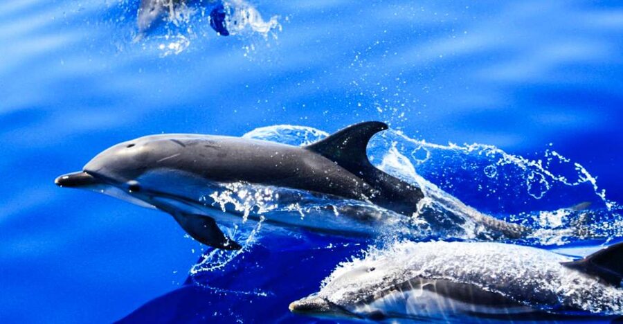 Puerto del Carmen: Dolphin-Watching Speedboat Tour with Swim - Dolphin and Whale Searching: How the Crew Actually Finds Wildlife