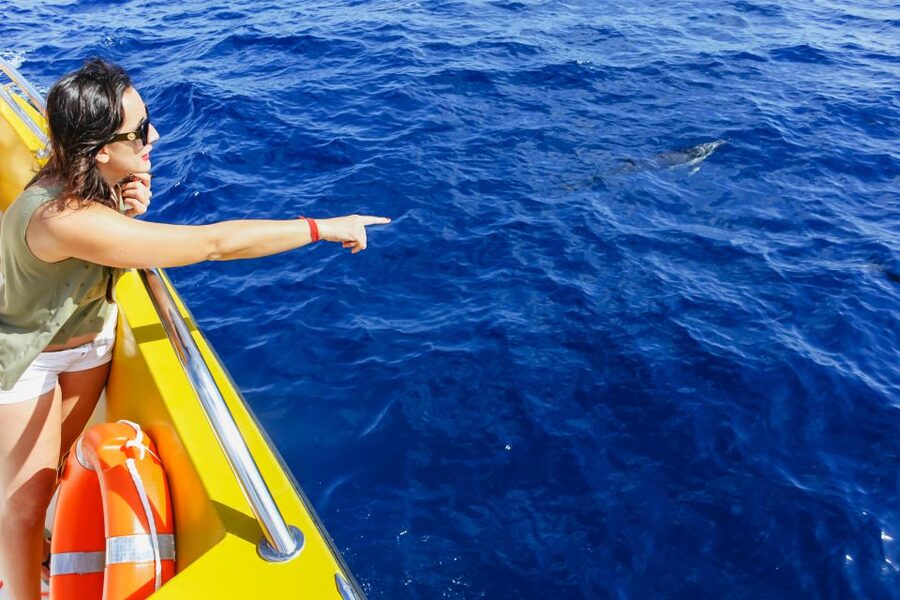 Puerto del Carmen: Dolphin-Watching Speedboat Tour with Swim - Who This Tour Fits Best, and Who Might Feel Frustrated