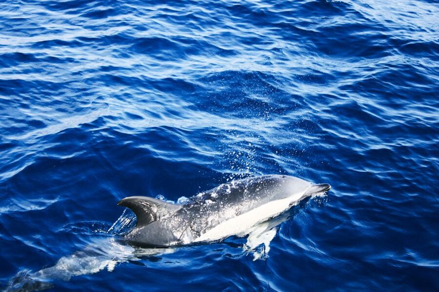 Puerto del Carmen: Dolphin-Watching Speedboat Tour with Swim - Practical Tips That Help You Get More From the Day