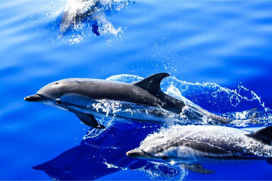 Puerto del Carmen: Dolphin-Watching Speedboat Tour with Swim - The Southeast Coast Views: Why the Cruise Portion Is Worth It