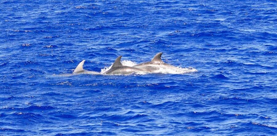 Santa Ponsa: Dolphin Watching Cruise - From Santa Ponsa Jetty, straight into Calvia Bay