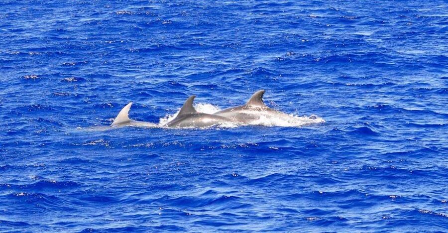 Santa Ponsa: Dolphin Watching Cruise - Dolphin watching, what you’ll look for in the wake