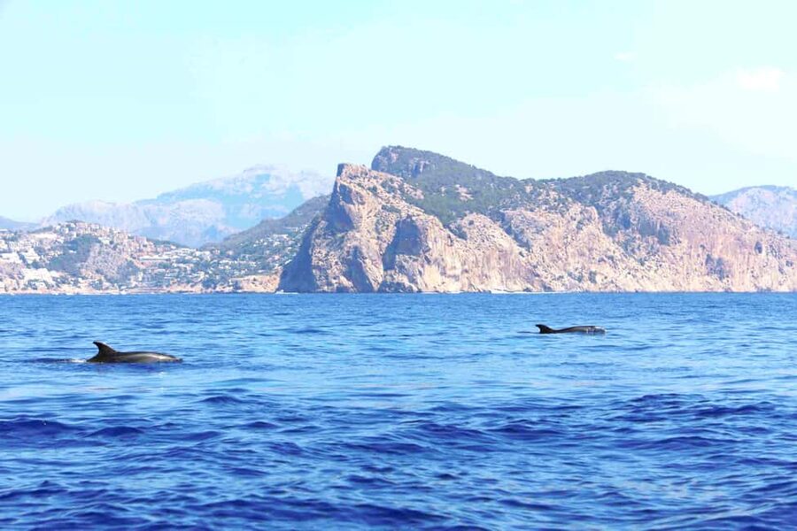 Santa Ponsa: Dolphin Watching Cruise - The swim stop in a cove, plus snorkeling gear with a deposit