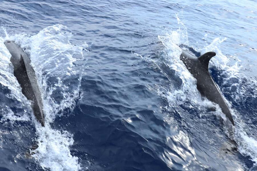 Santa Ponsa: Dolphin Watching Cruise - Comfort, comfort, comfort (and what can go wrong on big days)
