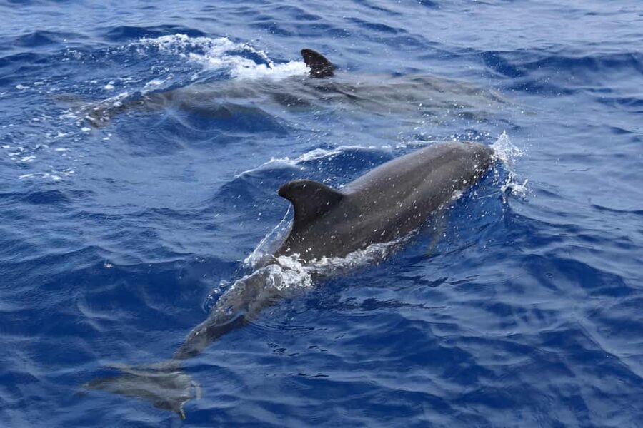 Santa Ponsa: Dolphin Watching Cruise - The route and timing, what you do with your 1.5 to 2.5 hours