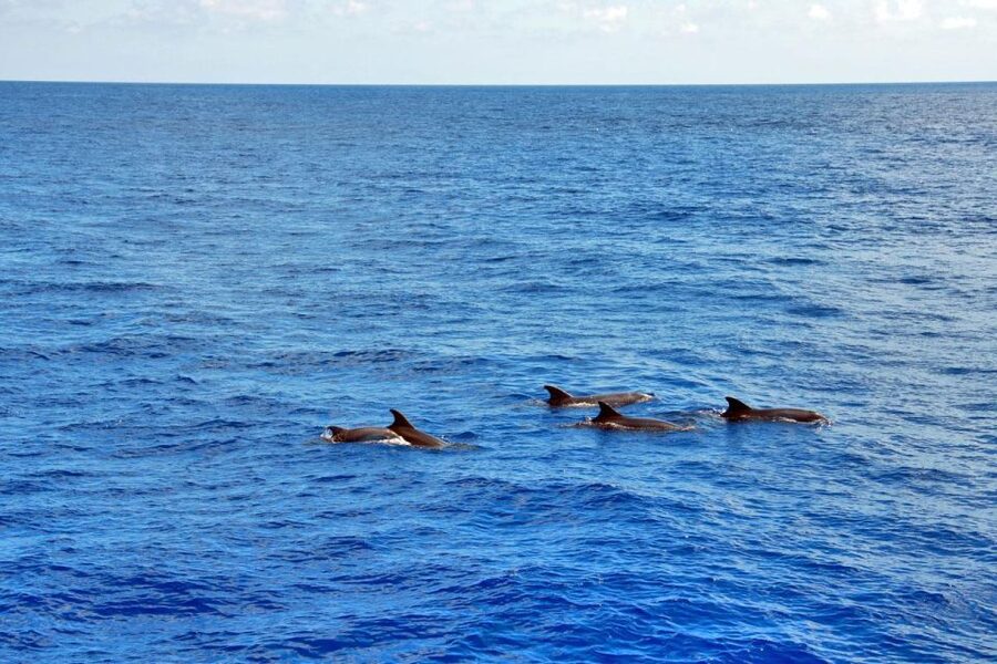 Santa Ponsa: Dolphin Watching Cruise - The speed boat setup, where you’ll actually see dolphins