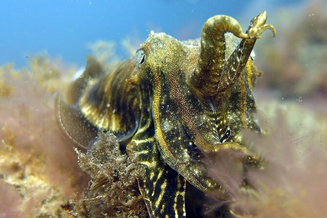 Scuba Diving Experience for Beginners in Gran Canaria - Price and value: what $107.63 actually covers