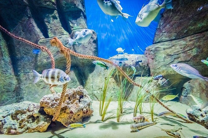 Seville Aquarium Admission Ticket - Key things to know before you go