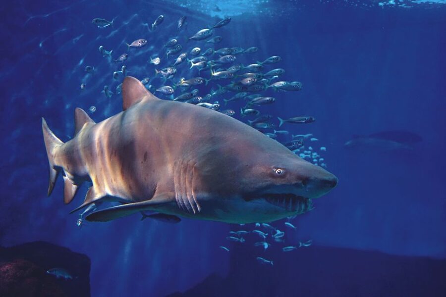Seville Aquarium Admission Ticket - Getting there: bus, metro, bike, and parking