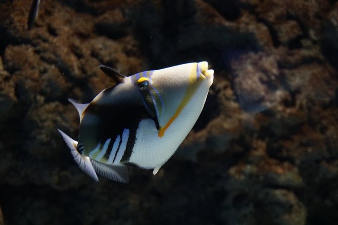 Seville Aquarium Admission Ticket - Entering the Aquarium: How the five zones keep you moving