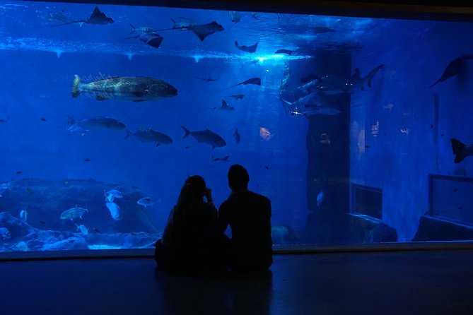 Seville Aquarium Admission Ticket - Amazon, Pacific, and Indo-Pacific: Rainforest land meets ocean water