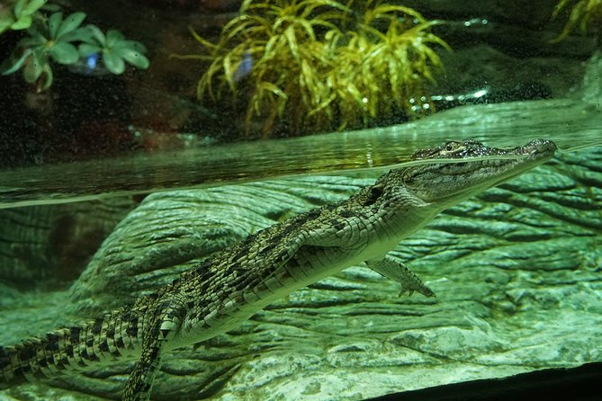 Seville Aquarium Admission Ticket - The 9-meter shark tank and the seabed walkway