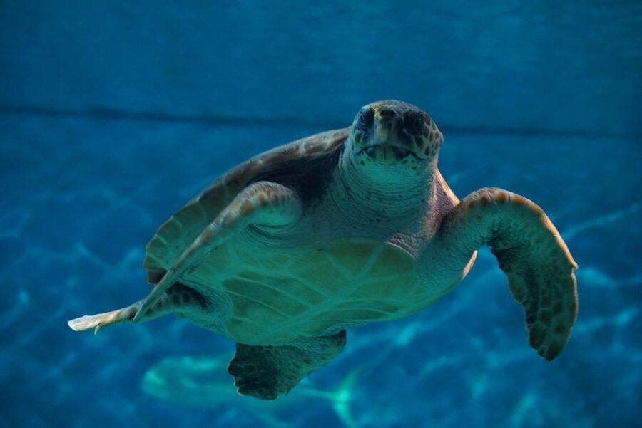 Seville Aquarium Admission Ticket - Timing your visit in Seville: how long to plan and when to arrive