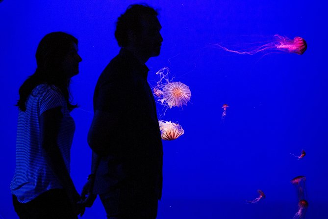 Seville Aquarium Admission Ticket - Price and what $20 buys you (really)