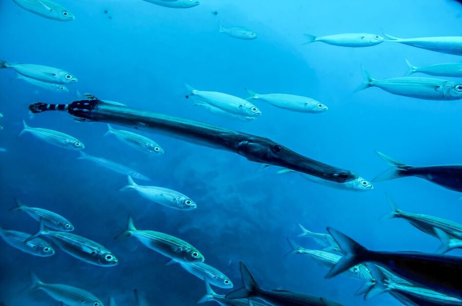 Southern Tenerife: 50-Minute Submarine Dive - What happens at the end: certificates and photo keepsakes