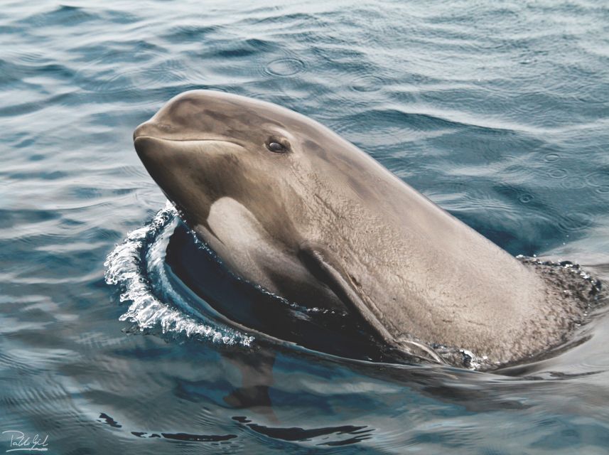 Tarifa: Whale & Dolphin Watching in the Strait of Gibraltar - Key things that make this tour worth your time