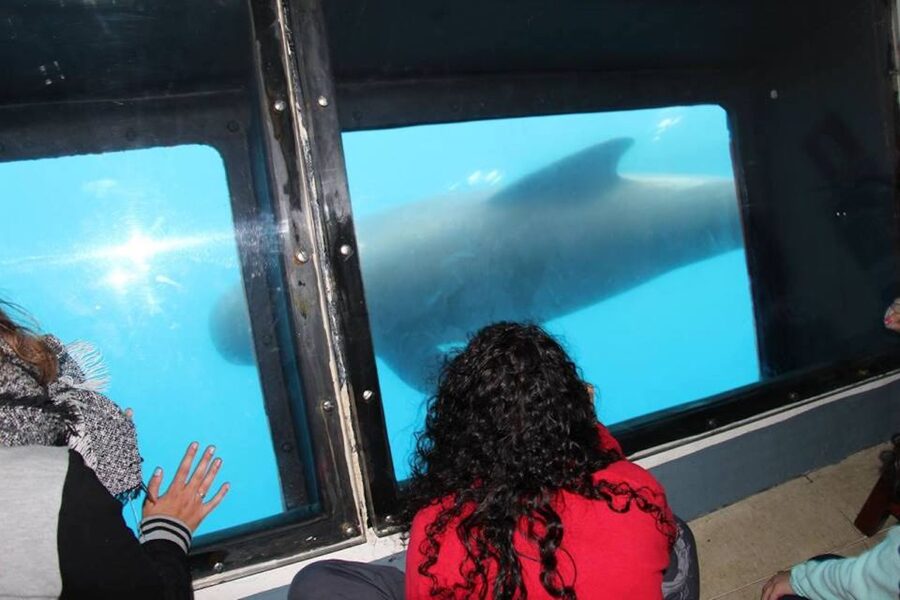 Tarifa: Whale & Dolphin Watching in the Strait of Gibraltar - FAQ