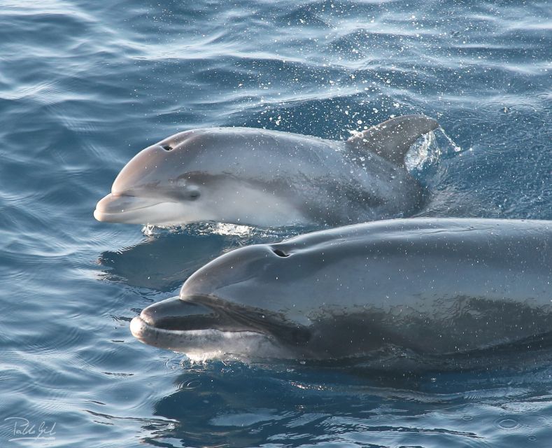 Tarifa: Whale & Dolphin Watching in the Strait of Gibraltar - Strait of Gibraltar: why this part of the water matters