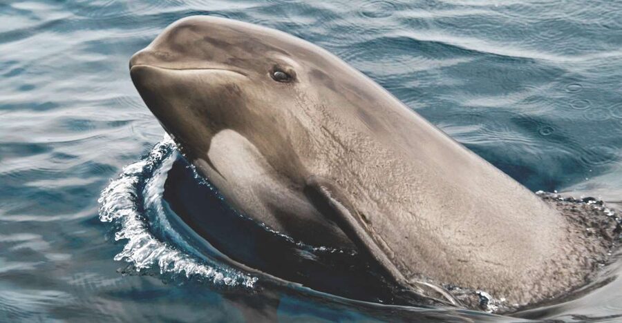 Tarifa: Whale & Dolphin Watching in the Strait of Gibraltar - Two hours of cruising: what you’ll do and what to watch for