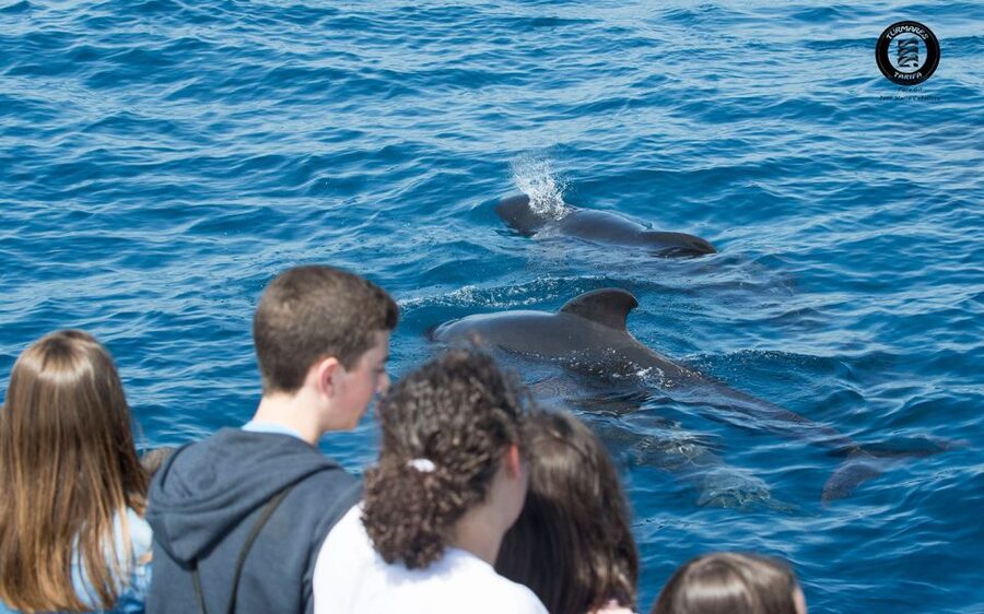 Tarifa: Whale & Dolphin Watching in the Strait of Gibraltar - Seeing animals responsibly: distance rules and animal behavior