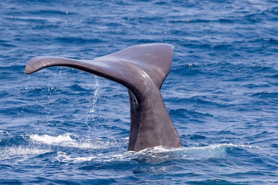 Tarifa: Whale & Dolphin Watching in the Strait of Gibraltar - What to pack, what you cannot do, and how to stay comfortable