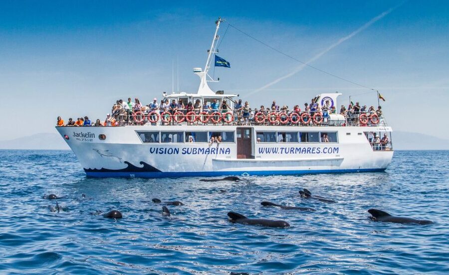 Tarifa: Whale & Dolphin Watching in the Strait of Gibraltar - Price and value: does $53 make sense for a 2-hour wildlife cruise?