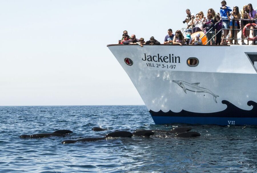 Tarifa: Whale & Dolphin Watching in the Strait of Gibraltar - Who this tour fits best