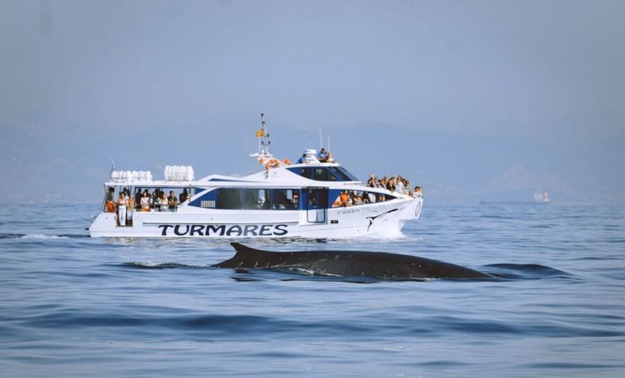Tarifa: Whale & Dolphin Watching in the Strait of Gibraltar - Should you book the Tarifa Whale Watching with Turmares?