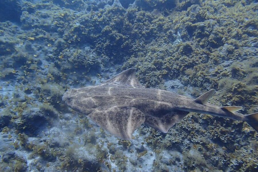 Tenerife: Abades Beach Beginner Diving Experience - Quick reasons this Abades session is a smart first try