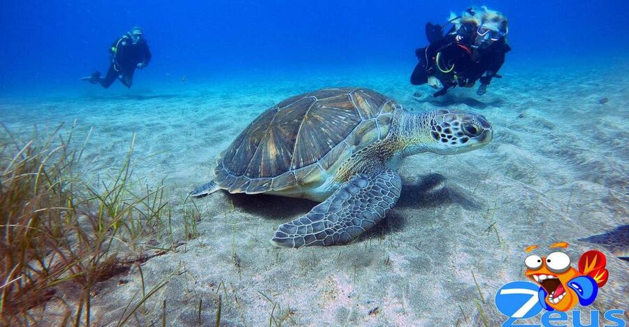Tenerife: Abades Beach Beginner Diving Experience - Abades Beach in Tenerife: Why this beginner setup works