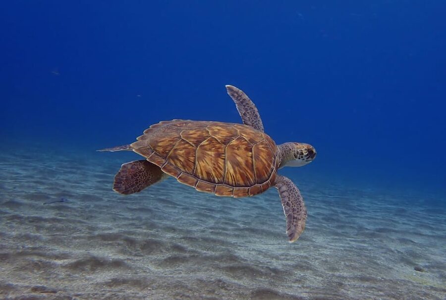 Tenerife: Abades Beach Beginner Diving Experience - Before the water: the safety briefing that sets the tone