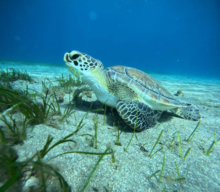 Tenerife: Abades Beach Beginner Diving Experience - The scuba session: a maximum of 10 meters and lots of fish time