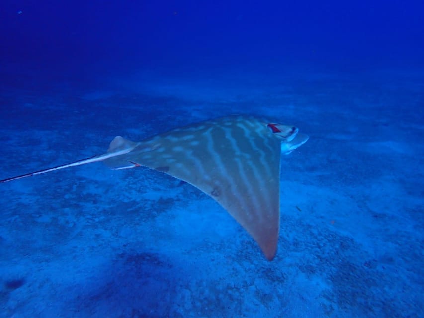 Tenerife: Abades Beach Beginner Diving Experience - The in-between time: beach break and how the schedule flows