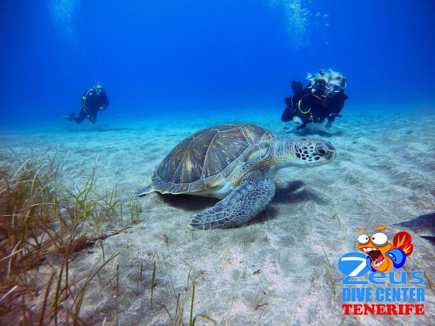 Tenerife: Abades Beach Beginner Diving Experience - Gear, suit, and the medical form you cannot skip