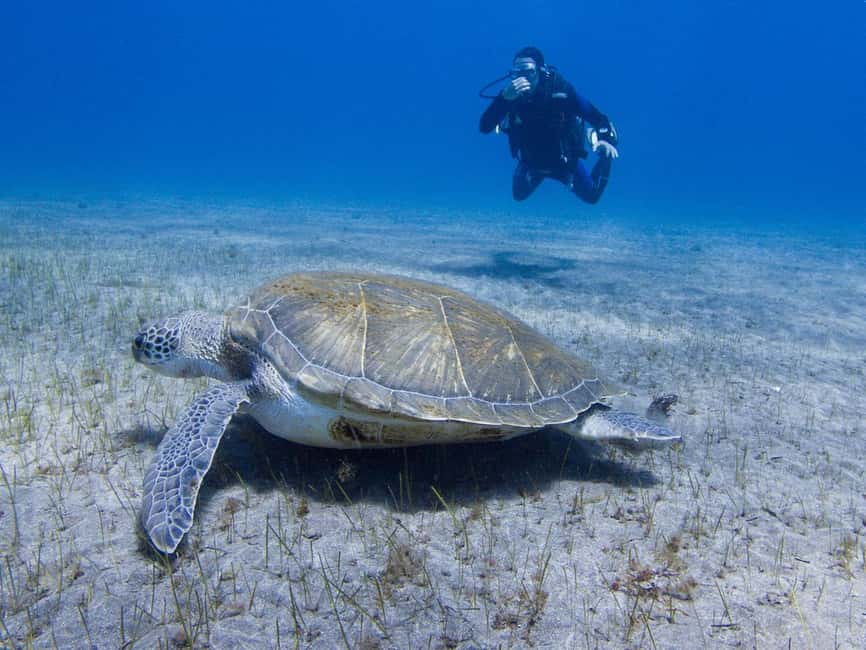 Tenerife: Beginner Scuba Dive Experience - Check-In at C. las Lagunetas, 2, with a 9 AM or 2 PM start