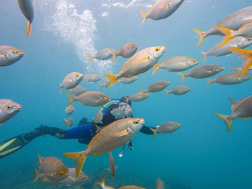 Tenerife: Beginner Scuba Dive Experience - Small-group attention: instructors who keep things calm when you feel awkward