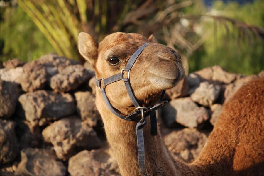 Tenerife: Camel Experience - Tenerife camel time at Camel Park in La Camella