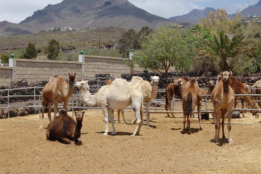 Tenerife: Camel Experience - What your $8 price really means (and how ticket options change)