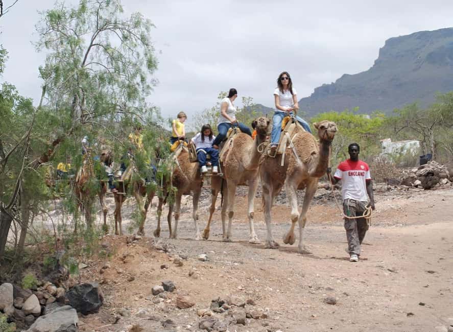 Tenerife: Camel Experience - Group size and pacing: small, guided, and doable with kids