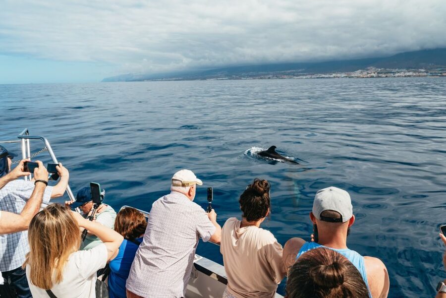 Tenerife: Eco-Yacht Whale and Dolphin Watching and Swimming - Should You Book the Travelin Lady Eco-Yacht Trip?