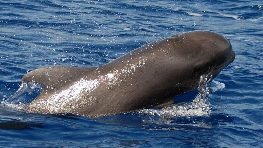Tenerife: Eco-Yacht Whale and Dolphin Watching and Swimming - A Low-Emission Eco-Yacht Mission, Built for Wildlife