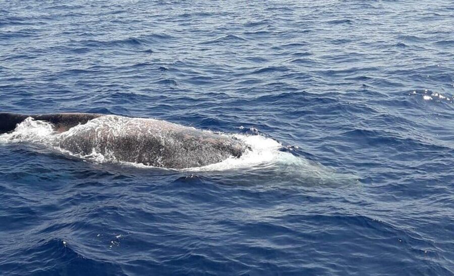 Tenerife: Eco-Yacht Whale and Dolphin Watching and Swimming - The Swim and Snorkel Window, Plus What to Bring