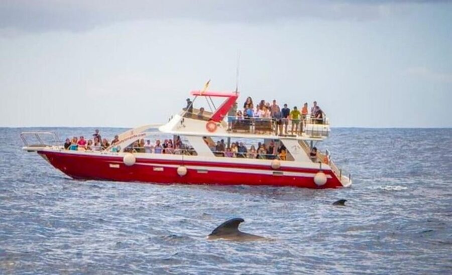 Tenerife: Eco-Yacht Whale and Dolphin Watching and Swimming - Price and Value: Why $13 Can Make This Feel Like a Bargain