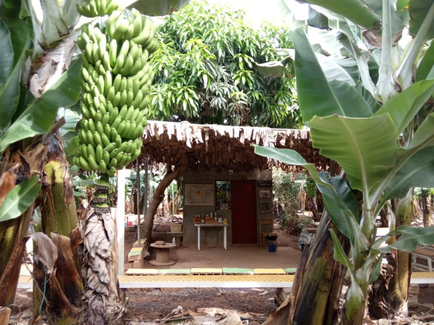 Tenerife: Finca Las Margaritas Banana Plantation Experience - Tenerife’s Banana Plantation Walk Actually Feels Like a Real Place