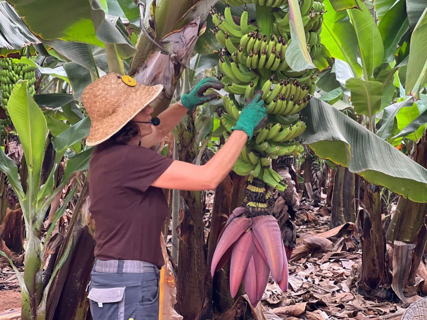 Tenerife: Finca Las Margaritas Banana Plantation Experience - Guided Tour: How the Plantation Becomes a Story