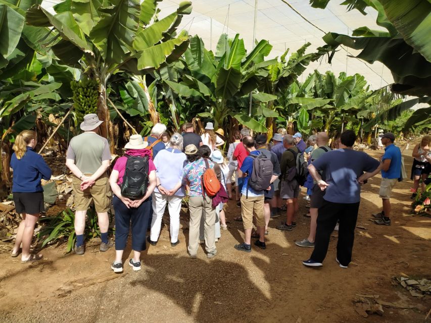 Tenerife: Finca Las Margaritas Banana Plantation Experience - El Cuartito Tastings: Where the Banana Journey Ends