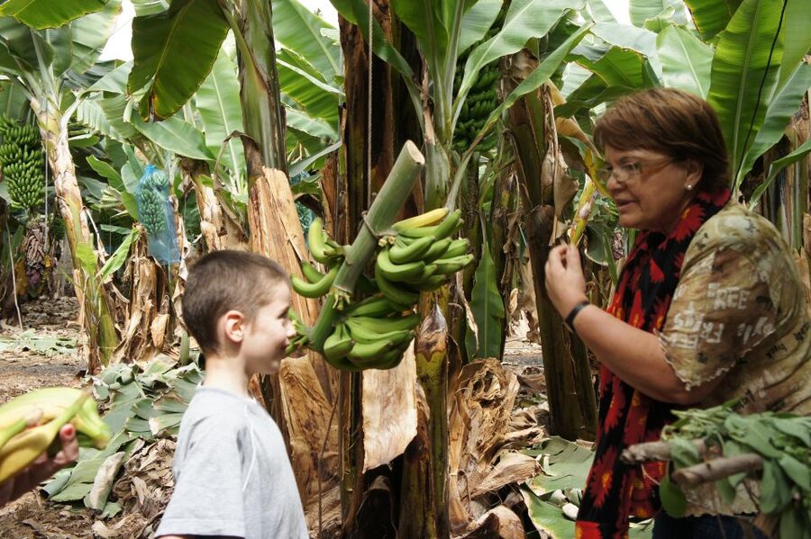 Tenerife: Finca Las Margaritas Banana Plantation Experience - Where You Go, How Long It Takes, and What the Timing Means