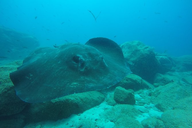 Tenerife First Time Scuba Dive – Turtle Habitat, Small Groups - The Boat Ride and the 7-Meter Plan That Keeps Things Controlled